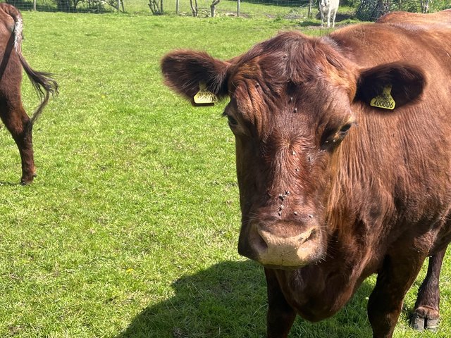 Preview of the first image of Beautiful pet red poll cow.