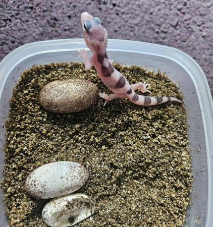 Image 4 of Baby leopard geckos ready to be reserved!