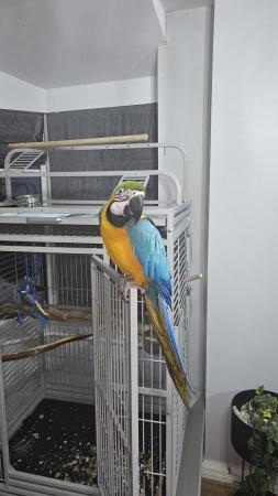 Image 5 of Rainforest Santos Play Gym Top Parrot Cage