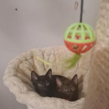 Image 13 of Beautiful Bengal cross Siamese kittens