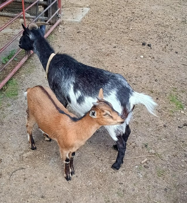 Preview of the first image of Pygmy Goats Mum and daughter.