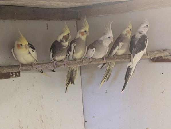 Image 5 of Cockatiels available for sale beautiful birds
