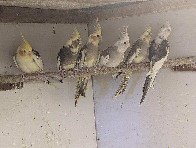 Preview of the first image of Cockatiels available for sale beautiful birds.