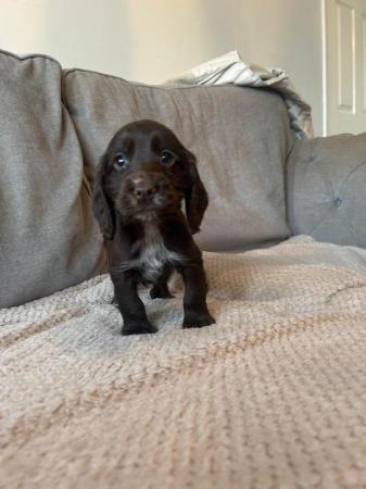 Image 11 of Chocolate and gold cocker spaniel puppies