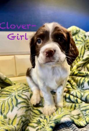 Image 14 of READY NOW Fabulous English springer puppies