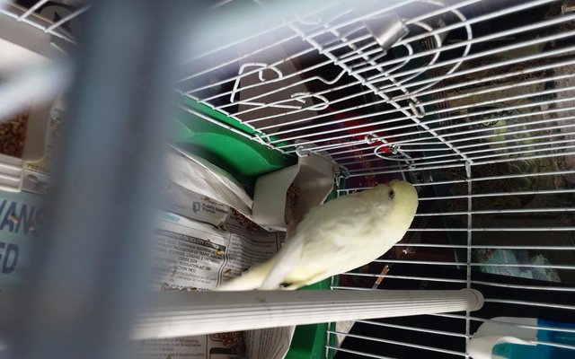 Image 6 of For sale young adults budgies