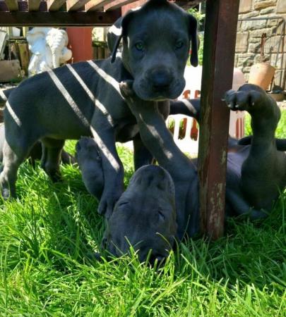 Image 4 of Beautiful big strong litter of Danes