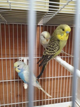 Image 6 of I have 6 4 month old budgies. Good healthy youngsters from g