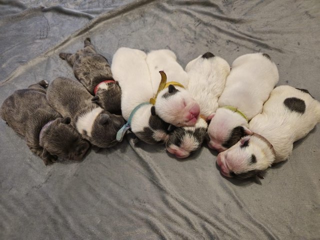 Preview of the first image of French bulldog puppies born 8/05/24.