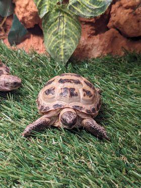 Image 7 of Baby Horsefeild Tortoises