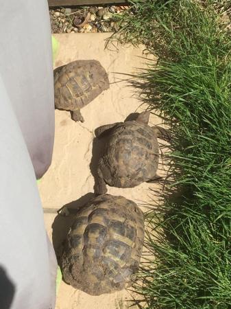 Image 2 of Hermanns Tortoises - Breeding Adults (3 females and 1 male)