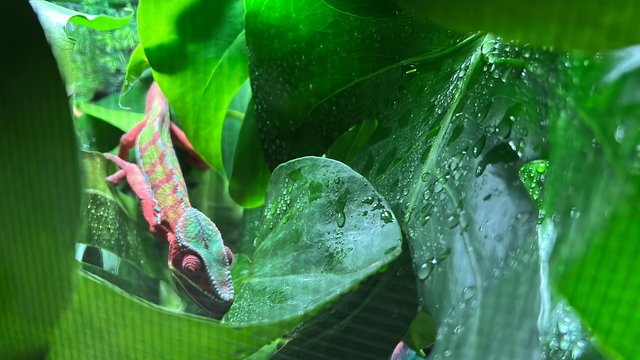 Image 3 of Male Ambilobe Panther Chameleon for sale