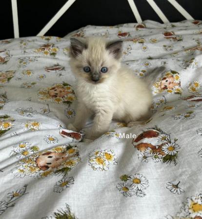 Image 7 of Beautiful Male Ragdoll Kitten