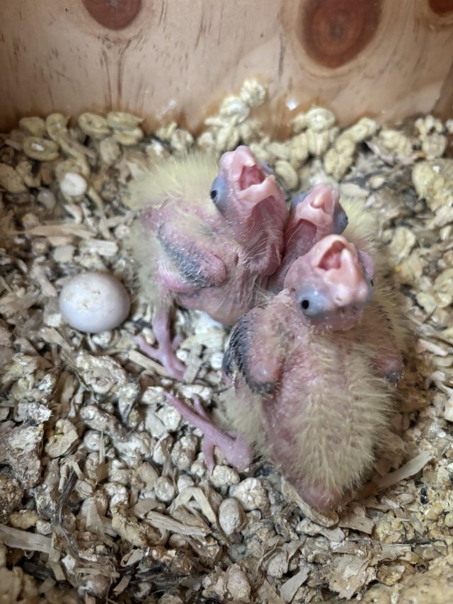 Preview of the first image of 4hand reared cockatiels for sale ready end of april.