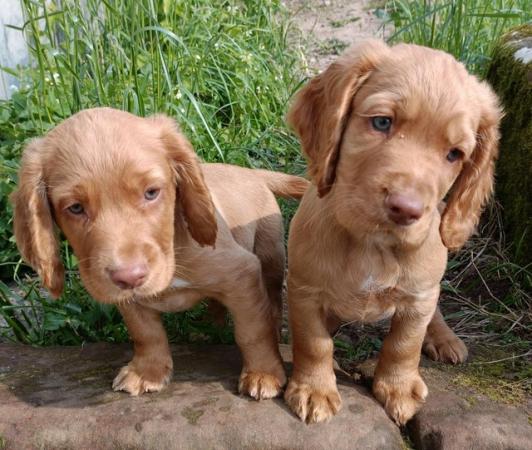 Image 12 of KC registered Working Cocker Spaniel Puppies