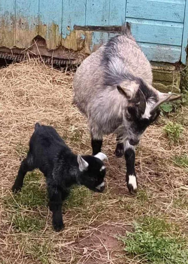 Preview of the first image of Female pygmy goat with male kid at foot.