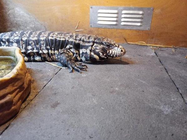 Image 2 of Adult Female Tegu with very large enclosure