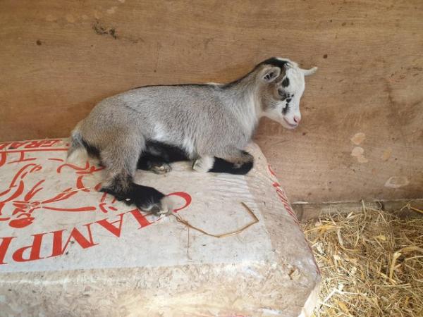 Image 6 of Female Pygmy Goat and twin kids, one female,one male.