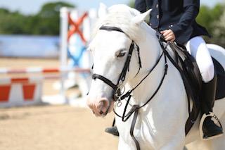 Preview of the first image of SUPER COB GREY MARE 10YRS.