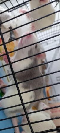 Image 1 of Male young rats ready for rehome in Glasgow (HUSKY)