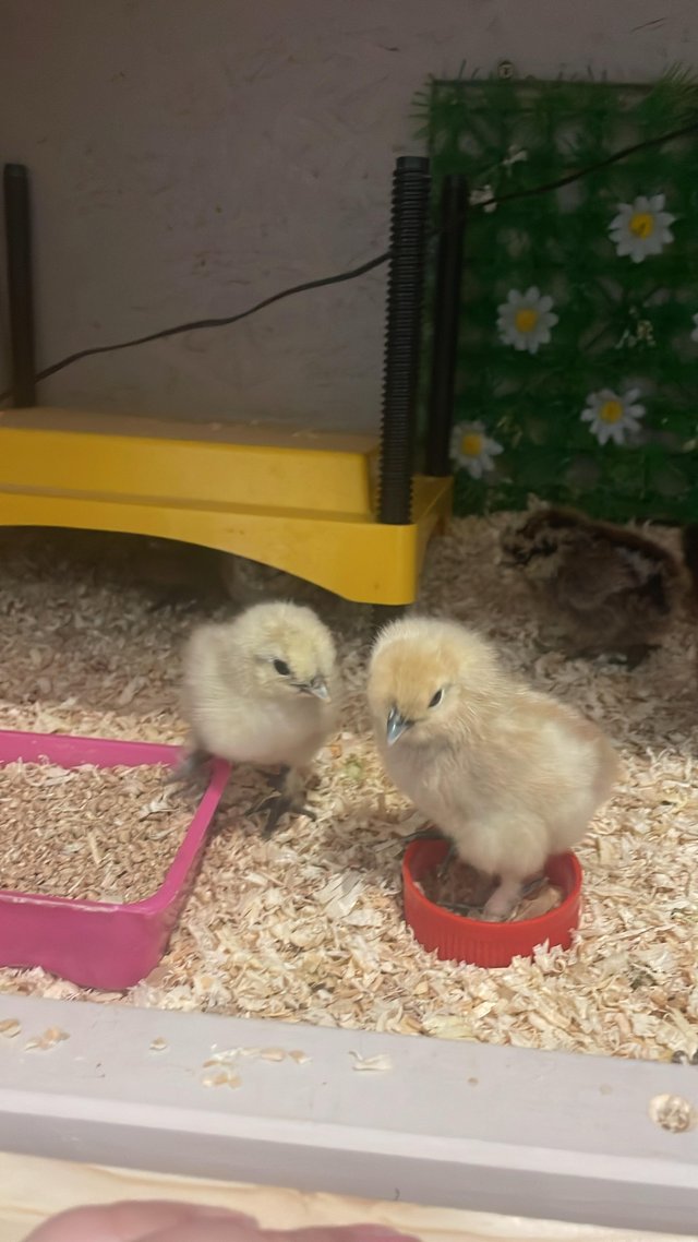 Preview of the first image of Silkie chicks, chickens, day old chicks.