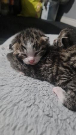Image 2 of Kittens available to leave in 25th May