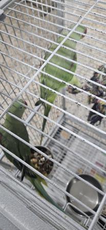 Image 1 of Male and female alexandrine parrots