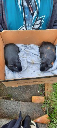 Image 1 of Young Female guinea pigs wanted