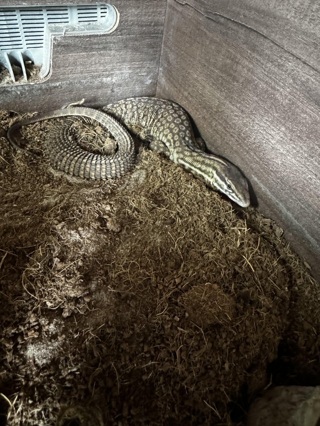Preview of the first image of 1year old male ackie monitor.