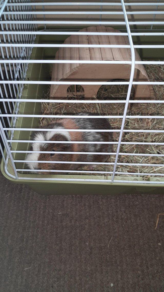 Preview of the first image of 2 year old female guinea pig with indoor cadge.