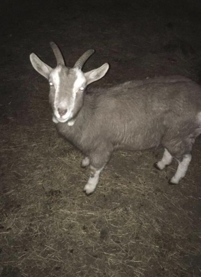 Preview of the first image of Female goat looking for forever home.