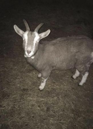 Image 1 of Female goat looking for forever home