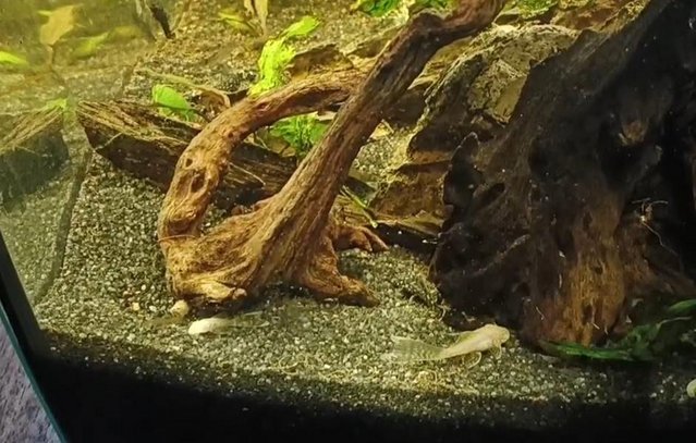 Preview of the first image of Bristlenose Plecos Long and Short Fin from £3 Updated ad.