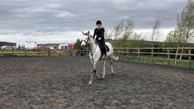 Preview of the first image of For Sale - 16.3hh grey throughbred.