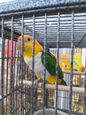 Image 2 of Yellow thigh caique.....