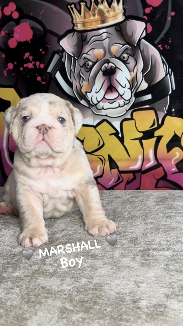 Preview of the first image of Beautiful English Bulldog Puppies.