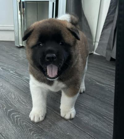 Image 5 of american akita puppies for sale