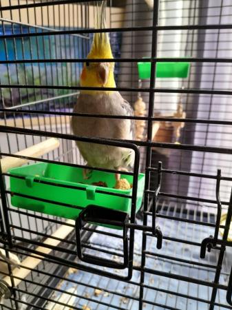 Image 3 of 9 month old cockatiel with cage and accessories.
