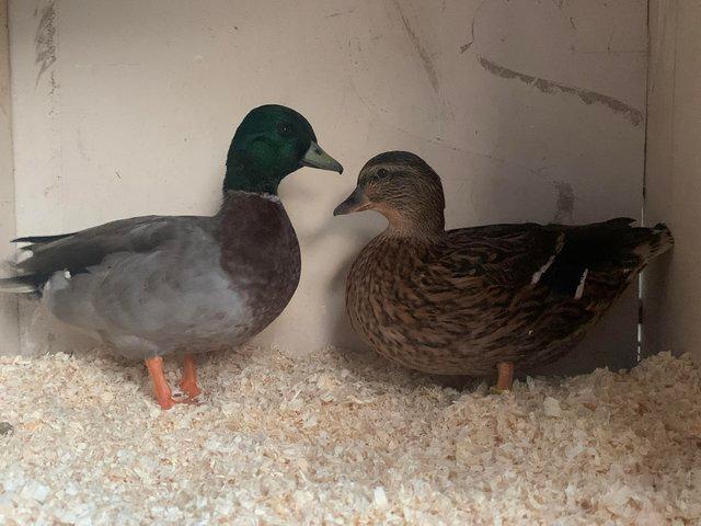 Preview of the first image of Pair of mallard call ducks for sale.