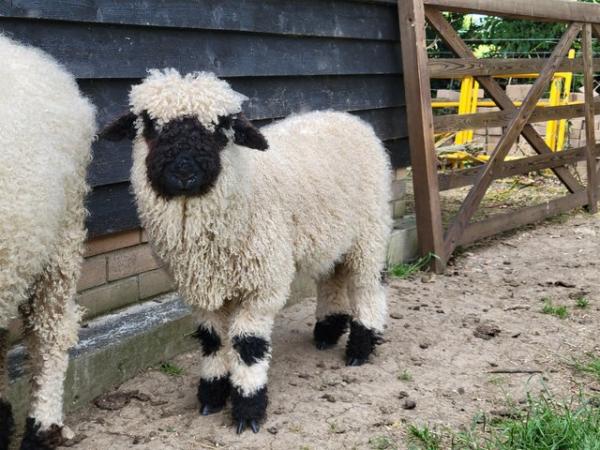 Image 3 of 3 month old Valais Blacknose ewe lamb
