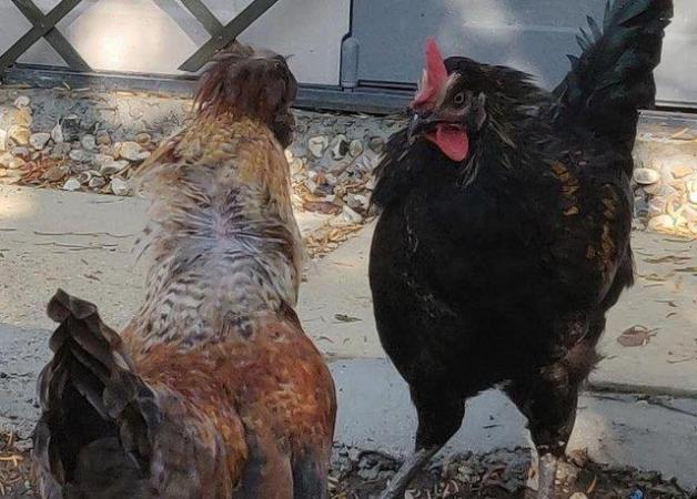 Image 12 of Chickens male and female for sale