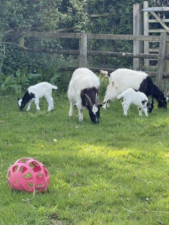 Image 3 of Selection of bagot goats for sale