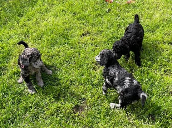 Image 4 of Standard Poodle Puppies - Health Tested Parents