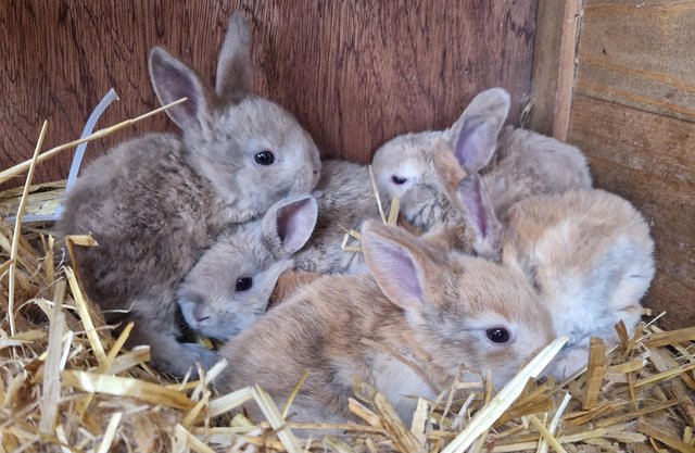 Image 7 of Bunnies looking for loving forever homes