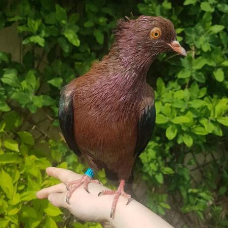 Image 3 of Young hand reared archangel pigeon for sale!