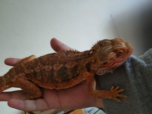 Image 5 of 3 year old orange bearded dragon for sale
