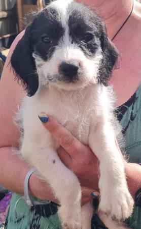 Image 20 of Spaniel cross pups 1 girl 2 boys available