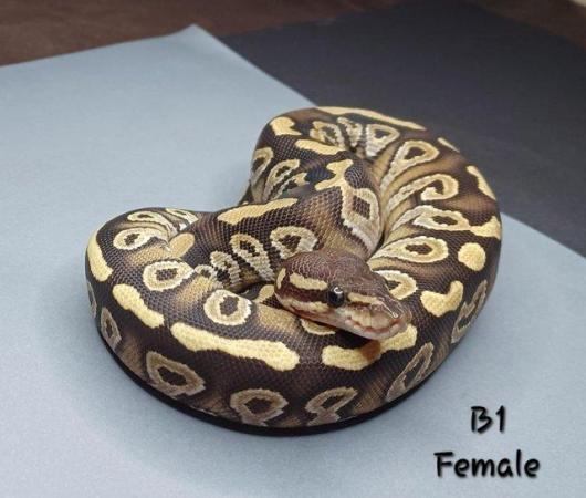 Image 3 of Female Mojave Ball Python - CB23