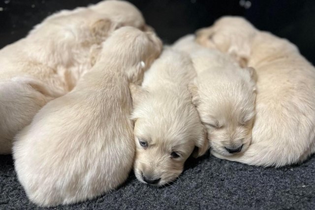 Image 4 of Beautiful KC Registered Golden Retriever Puppies