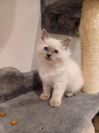 Image 8 of Ragdoll kittens 2 boys available